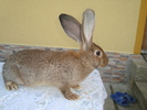 Copy of DSC01303