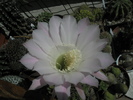 Echinopsis cu floare roz - 11.09