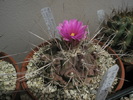 Thelocactus rinconensis v. freudenbergerii - 12.09