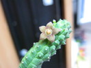 Echidnopsis damaniana (1)