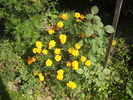 DSCN5226