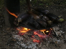 vinetele pe disc
