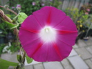 Ipomoea 10 sept 2010 (1)