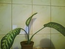 dieffenbachia tropic snow-de la Valentina 33