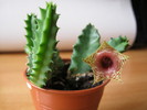 Huernia zebrina v. insigniflora (16)