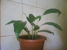 spathiphyllum-crinul pacii