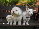 Ricky ,Jimmy si Puffy