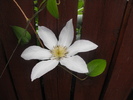 Clematis 2010