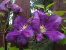 Clematis 2010
