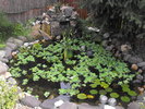 plante de apa 2010