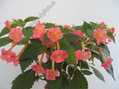 Achimenes Peach Glow 8