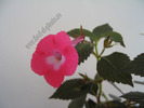 Achimenes Rosy frost 6