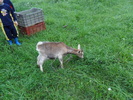 SAM_1196