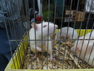 SAM_1225