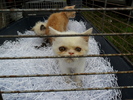 SAM_1229