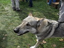 SAM_1262