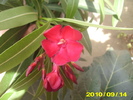 Picture 003