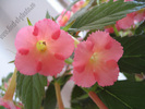 Achimenes Peach Glow 9