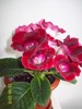 Gloxinia 28 iun 2010 (1)