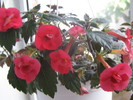 15 septembrie 009