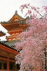 japonia-sarbatoarea-florii-de-cirec-Poza6-1386