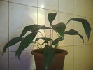 spathiphyllum-crinul pacii