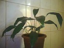 spathiphyllum-crinul pacii