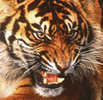 Tigru-bengalez