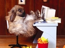 rabbits-are-lazy-12704-1243562076-12