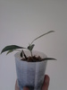 Pui ficus retusa 2