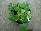 Oxalis regnelli (Lucky Shamrock)