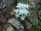Leontopodium alpinum Cass. 1822