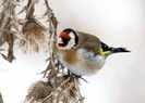 Sticlete