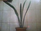 sansevieria trifasciata-limba soacrei