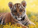 Wallpaper Animale Tigri Imagini cu Tigrul Bengalez Desktop