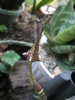 Ceropegia stapeliformis la pranz