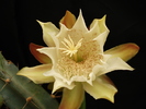 DSC08395
