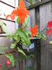 Begonia pendula rosie 31 aug 2010