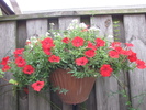Petunie rosie si .... 31 aug 2010