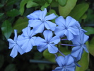 Plumbago 6 sept 2010 (2)