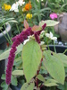 Amaranthus 6 sept 2010