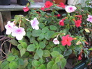 Achimenes 5 sept 2010
