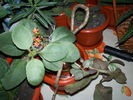 lastari de kalanchoe portocaliu