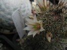 Mammillaria - floare