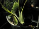 Ceropegia stapeliformis - floare deschisa