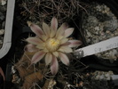 Gymnocalycium anisitsii - 18.09