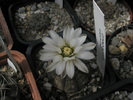 Gymnocalycium ragonesii - 18.09