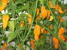 fatalii