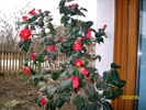 SANY1538