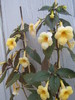 Yellow Beauty